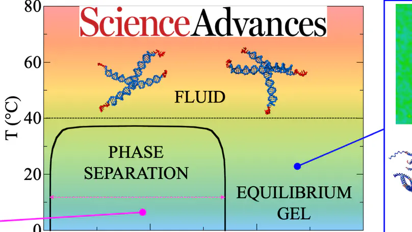 Spatially uniform dynamics in equilibrium colloidal gels